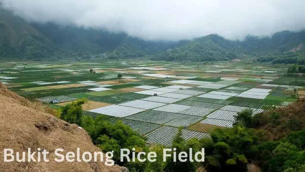 Bukit Selong Rice Field Viewpoint